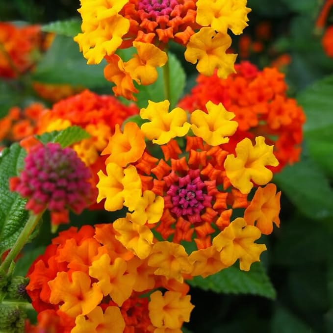 300+ Lantana Flower Seeds for Planting,Perennial Mix Lantana Camara Flowers Seeds to Plant-Non-GMO Heirloom Mixed Color Flower Seed for Home Garden Outdoors