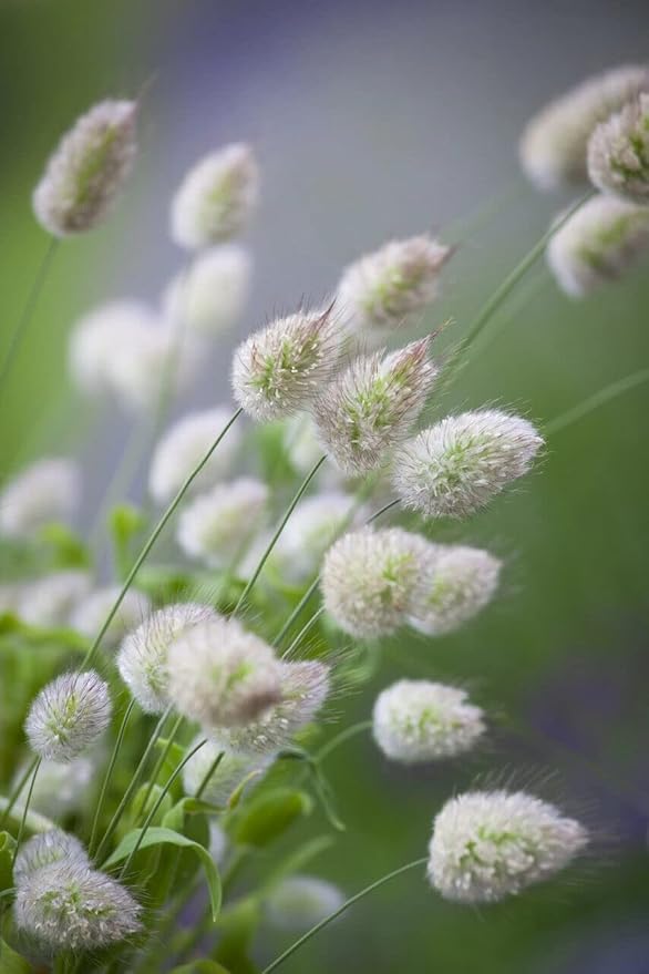100PCS Ornamental Grass Seeds Lagurus Ovatus Bunny Tails Seeds