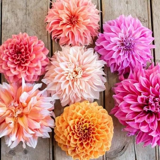 Perennial Labyrinth Dahlia Seeds 90pcs – Beautiful Pompon Style Blooms, Heirloom & Non-GMO – Perfect for Garden Beds, Borders & Cut Flowers