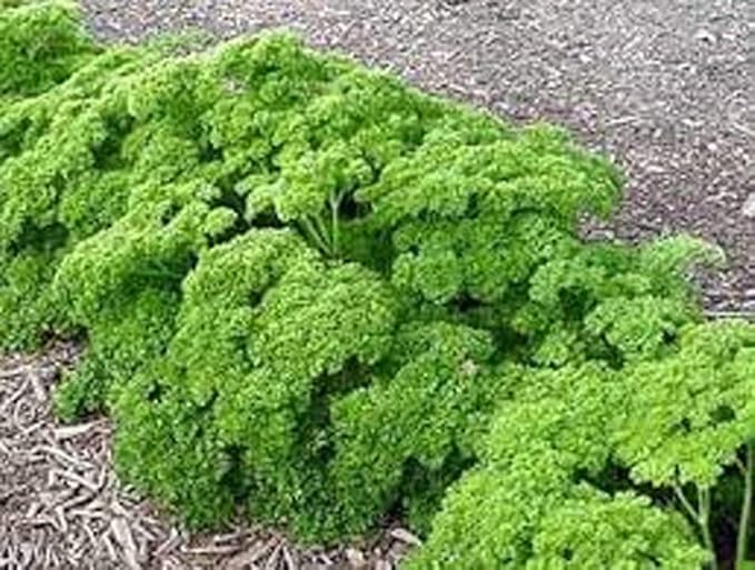 Parsley, Triple Curled Parsley Seeds, Heirloom Non GMO, 100 Seeds,Parsley Seeds, Heirloom, Non GMO,Parsley Seeds