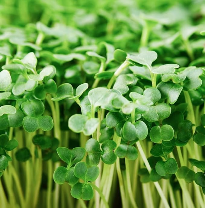 Organic Broccoli Seeds for Sprouting Microgreens – Heirloom, Non GMO Seeds to Plant & Grow Organic Di Cicco Broccoli in Home Indoor Hydroponic Gardens – Great Gardening Gift (1 Ounce)