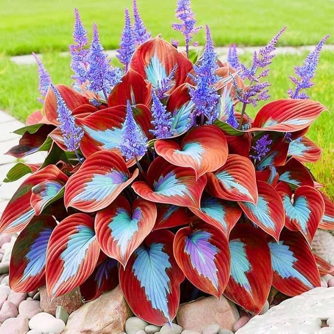Dwarf Hosta Seeds 300pcs for Pots - Lush Green Perennial Foliage Plants, Ground Cover for Shade Gardens & Borders – Long-Lasting, Decorative & Gift-Ready
