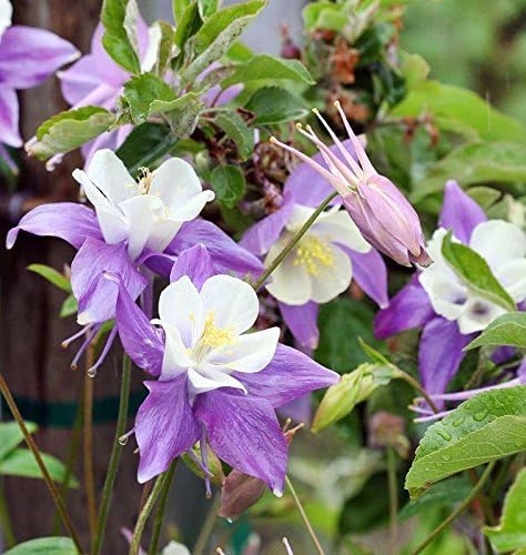 200 Columbine McKana Giants Flower Seeds, Perennial Colorful Attracts Bees and Hummingbirds from USA Aquilegia caerulea