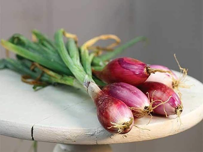 NIKA SEEDS - Seeds Vegetable Welsh Onion Red - 300 Seeds