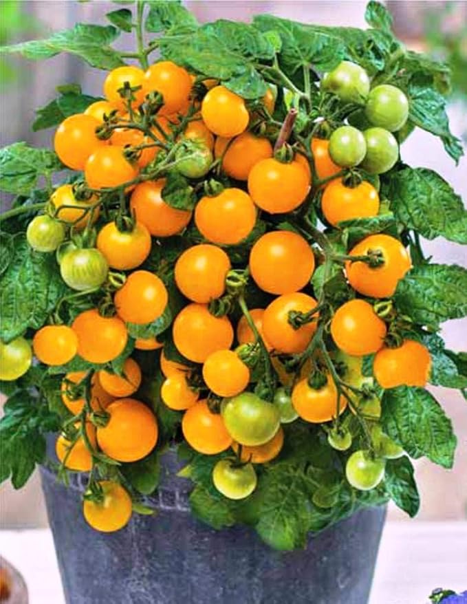 NIKA SEEDS - Seeds Vegetable Indoor Tomato Yellow Dwarf - 25 Seeds