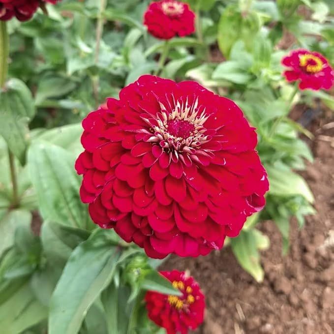 Eden Brothers Zinnia Seeds - Super Yoga Mix, Non-GMO Seeds for Planting, 1 oz | Low-Maintenance Flower Seeds, Plant During Spring, Zones 3, 4, 5, 6, 7, 8, 9, 10