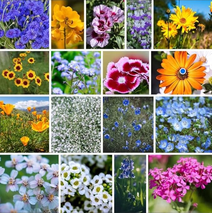 Low Growing Wildflower Mix 1 Lb Seed – Dwarf Annual & Perennial Blend – 12–18" Tall – Bulk, Drought Tolerant – Bees & Butterflies – Easy Grow – Full Sun/Part Shade – Garden, Border, Walkway