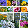 Low Growing Wildflower Mix 1 Lb Seed – Dwarf Annual & Perennial Blend – 12–18" Tall – Bulk, Drought Tolerant – Bees & Butterflies – Easy Grow – Full Sun/Part Shade – Garden, Border, Walkway
