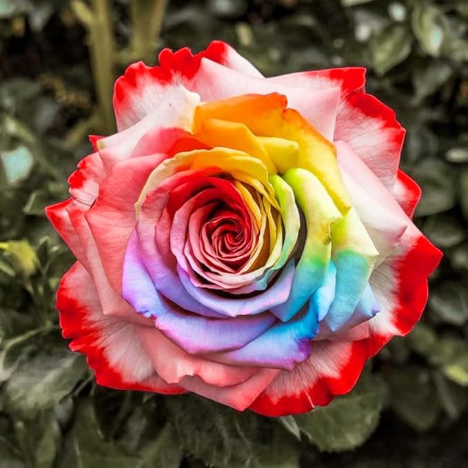 25+ Mix Rainbow Rose Seeds for Planting-for a Multicolored Garden