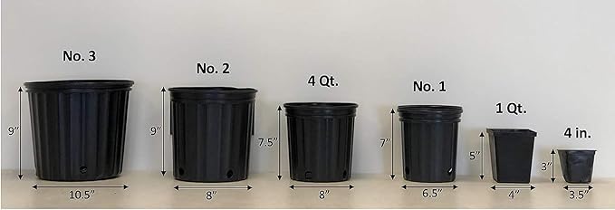 Perennial Farm Helleborus x Frostkiss® Elemental® – Live Lenten Rose in #1 Container, Elegant White Blooms, Marbled Evergreen Foliage, Early Spring Color, Shade Loving, Deer Resistant