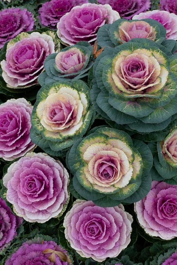 70+ Seeds Flowering Kale Ornamental Cabbage Large-Leaved - Vegetable Mix