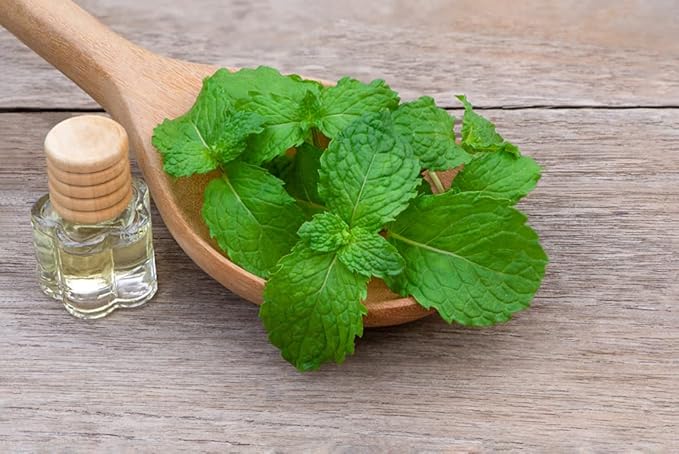 Spearmint Seeds for Planting | 150+ Seeds of Perennial Spearmint Herb