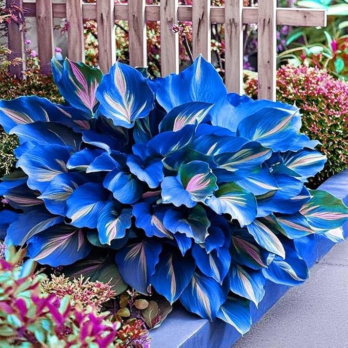 Hosta Seeds for Shady Gardens 80PCS – Lush Green Leaves, Easy Care Perennial for Borders, Pots & Gifts
