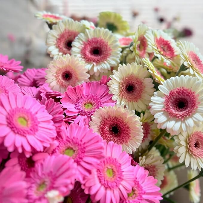 Gerbera Daisy Seeds - 300 Pcs Perennial, Cold Hardy & Low Maintenance, Vibrant Blooms for Garden Landscaping & Cut Flower Arrangements
