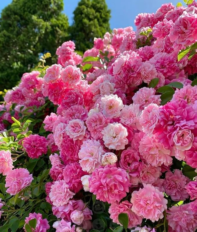 150+ Mix Climbing Rose Seeds for Planting Outdoors-Perennial Rose Flower Seeds Ornamental Beautiful Roses