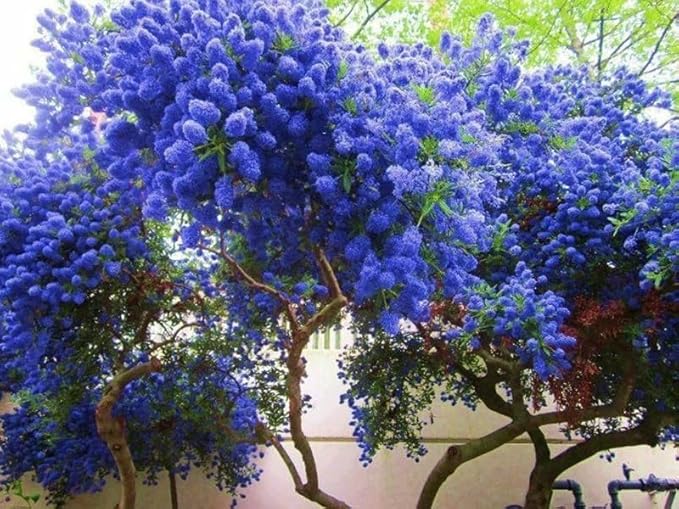 25pcs California Lilac Tree Seeds Mix Flowers Fragrant Hardy Perennial