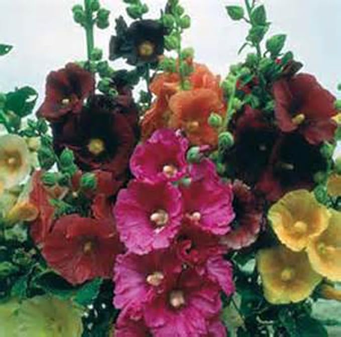 Hollyhock, Pink, RED & Yellow 25 Seeds Heirloom,Beautiful