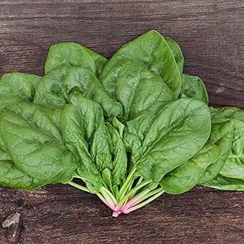Organic Spinach Seeds, APPR. 225, Butterflay Spinach, Heirloom Vegetable Seeds, Certified Organic, Non GMO, Non Hybrid, USA