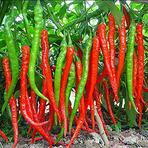 40+ Seeds Hot Ornamental Chili Pepper Mix - Vegetable Multicolor