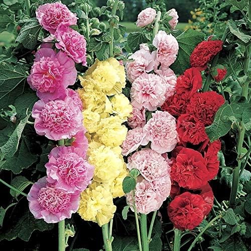 NIKA SEEDS - Seeds Flowers Hollyhock Double Mix Perennial - 50 Seeds