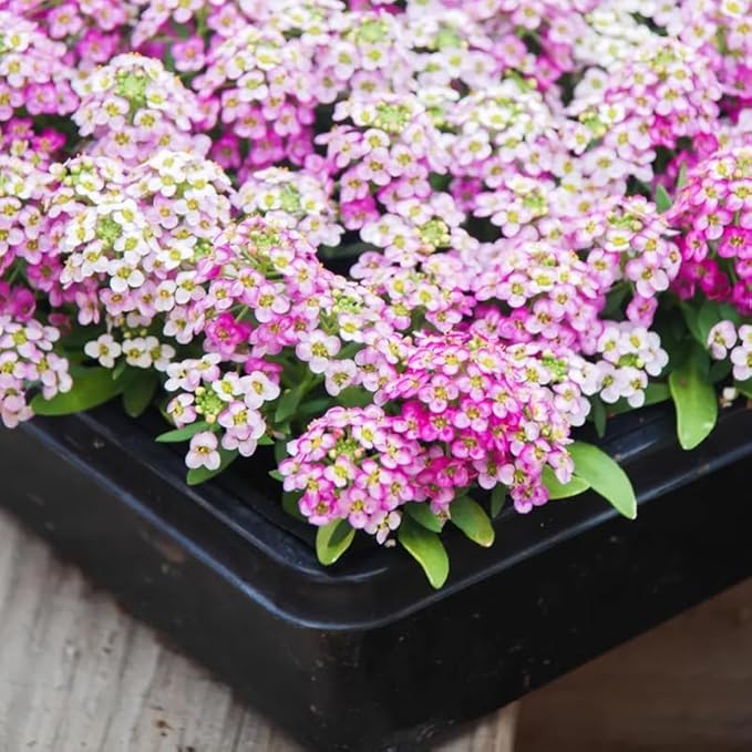 100+ Pink Rosie O'Day Alyssum Seeds Groundcover Flowers Garden Planting