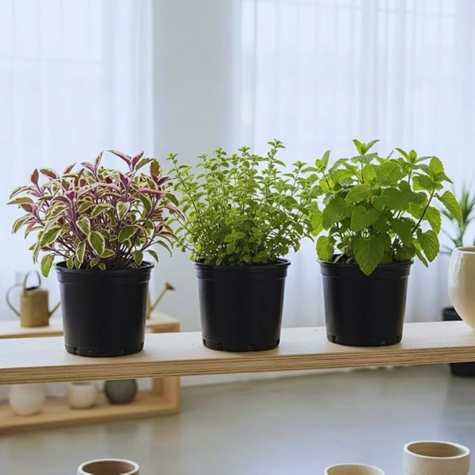 Combo 3 Assorted Herbs Plants Garden, Basil, Rosemary, Peppermint, Lemon Balm Plant Live, Mix Varieties Herb, 3 to 5 Inches Tall, No Potted