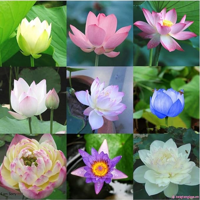 20 Lotus Seeds for Planting in Water – Precut Mixed Color Lotus Flower Seeds – Water Lily Plant for Indoor Bonsai Bowl, Outdoor Ponds & Water Gardens