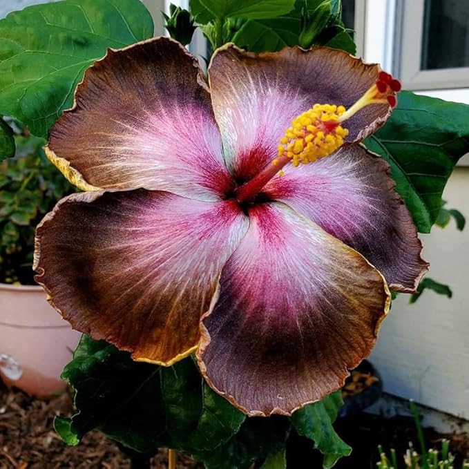30+ Mix Exotic Hibiscus Seeds for Planting-Perennial Flower Outdoor Home Garden Flower