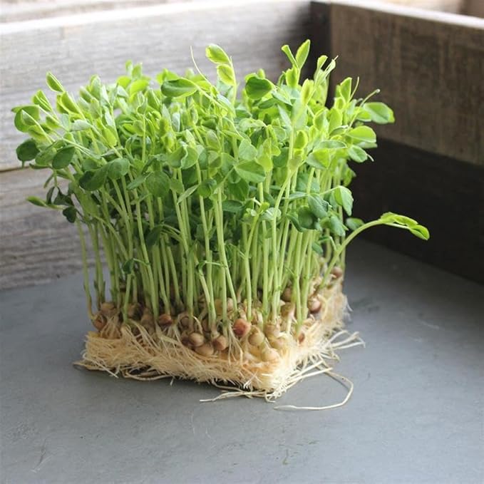 Dun Pea Microgreens Seeds – 1 Lb (~2,300 Seeds) – Non-GMO, Heirloom, Open Pollinated – Perfect for Home Gardens, Salads, and Smoothies – Fast-Growing, Nutritious Microgreens
