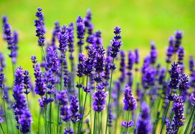 Seeds4planting - Seeds Lavender Officinalis - Organic