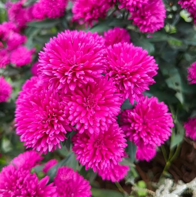 1000+ Dutch Aster Seeds for Planting - Perennial Hardy Flower, Butterfly Magnet & Pollinator Friendly, with Vibrant Blooms, Ideal for Outdoor Home Gardens & Flower Beds