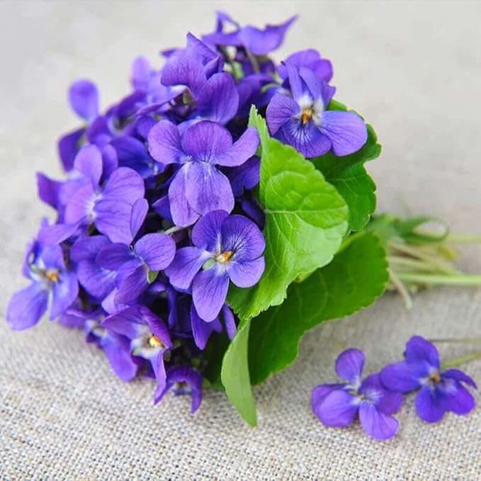 Mixrug 1000+ Viola Seeds -Sweet Violet Flower Seeds for Planting Outdoors,Perennial Viola Violets Flower Seed Non-GMO Fragrant Attract Butterflies & Open Pollinated for Home Garden