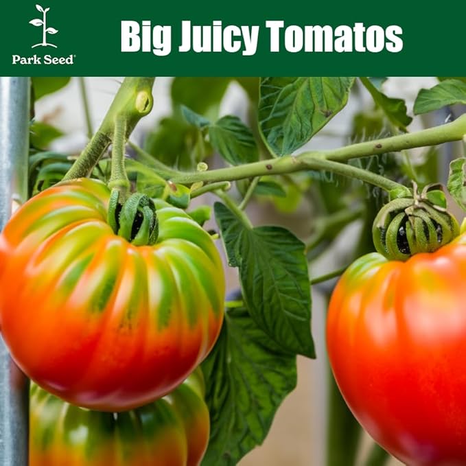 Park Seed Variety of Tomato Seeds, Planting Vegetables, Easy to Grow, Non-GMO, Perfect for Harvesting, Season Starter Hybrid, Pack of 250