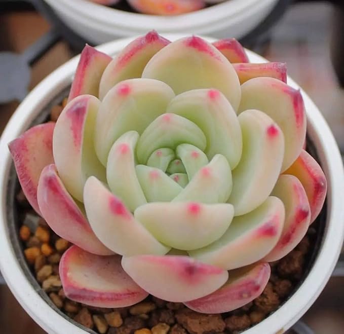 500pcs Mix Rare Succulent Seeds for Planting, DIY Bonsai Ornamental Plant Hardy Perennial