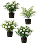 2 Assorted Jasmine Plants 4–8 Inch, Live Fragrant Jasmine Flowering Vine, Sweet Scented Blooms, Easy Care Indoor or Outdoor