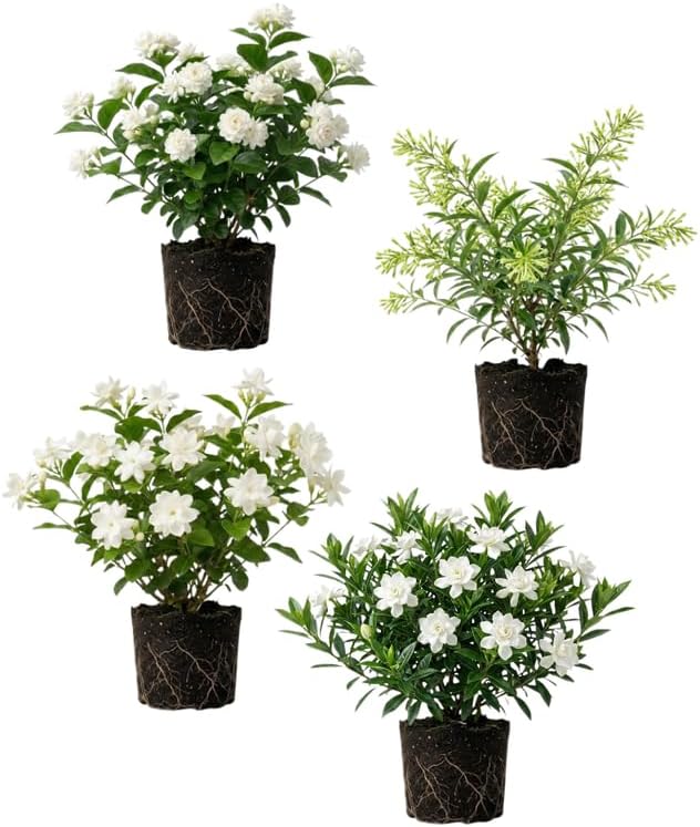 2 Assorted Jasmine Plants 4–8 Inch, Live Fragrant Jasmine Flowering Vine, Sweet Scented Blooms, Easy Care Indoor or Outdoor