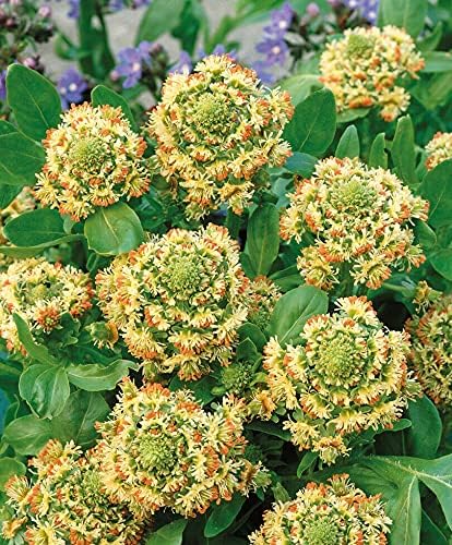 KIRA SEEDS - Seeds Reseda - Garden Mignonette - Heirloom Herb - GMO Free
