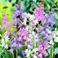 Votaniki Spanish Bluebell Mixture - Perennial Spanish Bluebells (Wood Hyacinth) Bulbs for Planting | Spring Flowering Bulbs, Bell Shaped Flowers - Easy to Grow (25 Pack)