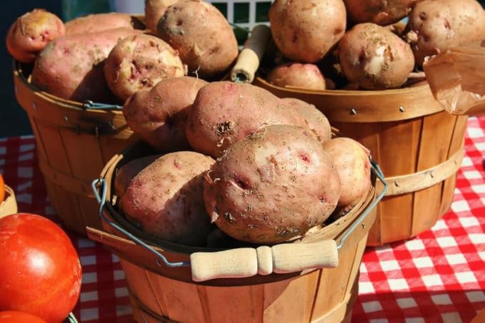 Red Pontiac Certified Seed Potatoes 3Lb - Non GMO - Naturally Grown - Whole Potatoes - Ready for Planting