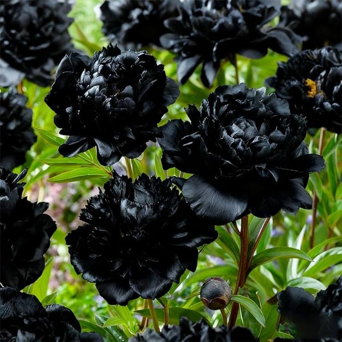 100+ Mixed Colorful Peony Flower Seeds for Planting- Peony Flower Mixed-Attracts Bees&Butterflies Fragrant Butterfly Non-GMO Heirloom Seeds
