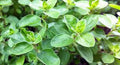 Marjoram Sweet, Heirloom, Non GMO, 500 Seeds Herb, Marjoram Sweet Seeds
