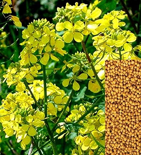 CEMEHA SEEDS - Seeds Yellow Mustard Non GMO Vegetable for Planting 500 Seeds