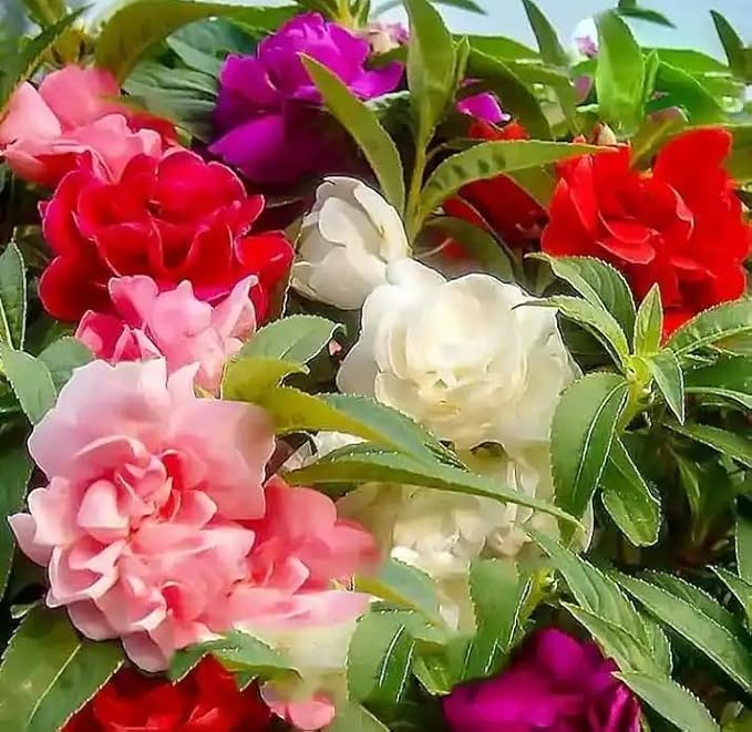 Mixed Impatiens Balsamina Balsam Seeds Camelia Impatiens Seeds Double Flower Garden Patio Container 100pcs
