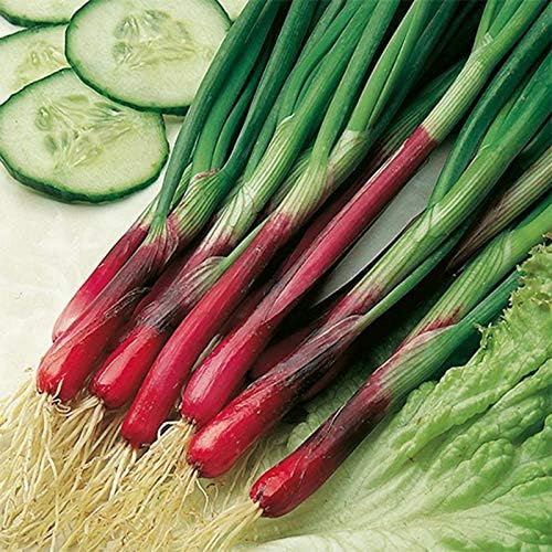 NIKA SEEDS - Seeds Vegetable Welsh Onion Red - 300 Seeds