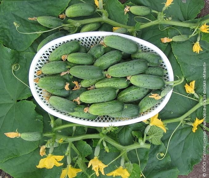 Seeds Cucumber Bush Gift Pickling Open-Pollinating Heirloom Vegetable Non GMO