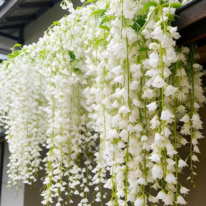 100+ Climbing Weeping Jasmine Flower Seeds for Planting in Home Garden - Non-GMO Jasmine Garden Climbing Flower