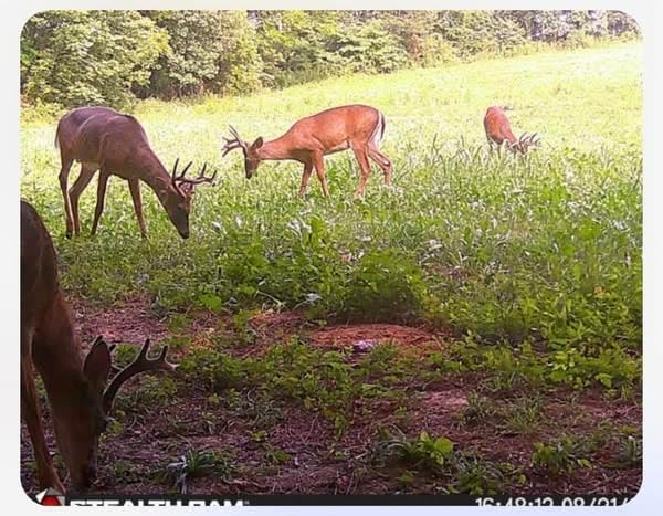 Whitetail Hill Bucks and Beards Food Plot Seed Mix for Deer and Turkeys, 1/4 Acre or 2 Acres, Two Species One Plot, Mix of Clovers, Chicory, and Cereal Grains, Maximum Attraction