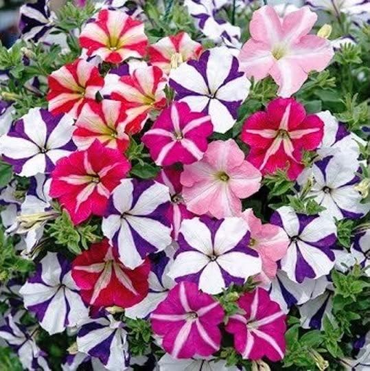 KIRA SEEDS - Seeds Petunia Starfall F1 Mix - Annual Flowers for Planting - GMO Free