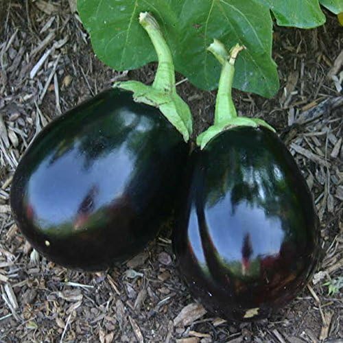 Park Seed Variety of Eggplant Vegetable Seeds, Plant Seeds, Easy to Grow, Perfect for Harvesting, Amadeo, Pack of 30