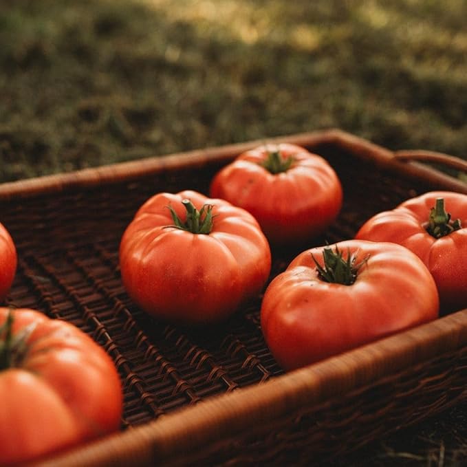 Dester Pink Heirloom Tomato - 50 Seeds - Giant Pink Beefsteak Tomato, Great Slicing Tomato for Burgers & Sandwiches, Non-GMO Heirloom Tomato Seeds for Planting in The Home Garden, Thresh Seed Company